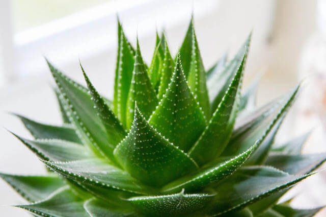 Aloe Vera Bitkisi