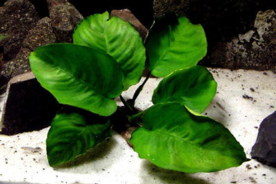 Anubias barteri var barteri