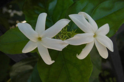 Arap Yasemini Çiçeği