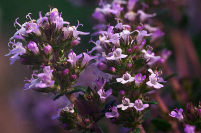 Bahçe Kekiği - Thymus vulgaris