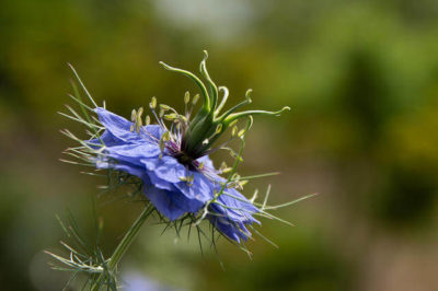 Çörek Otu Bitkisi - Nigella