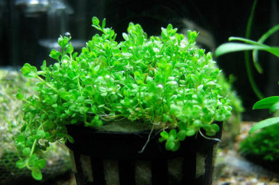 Hemianthus callitrichoides - Cuba bitkisi