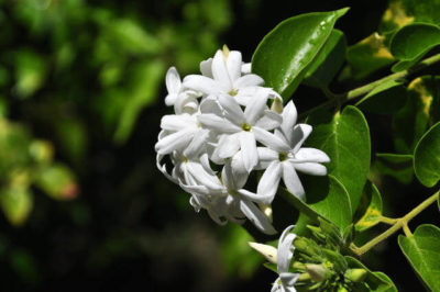 Jasminum sambac - Arap yasemini