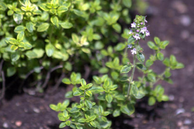 Limon Kekiği - Thymus citriodorus