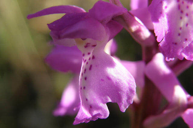 Orchis Mascula - Türk Salebi