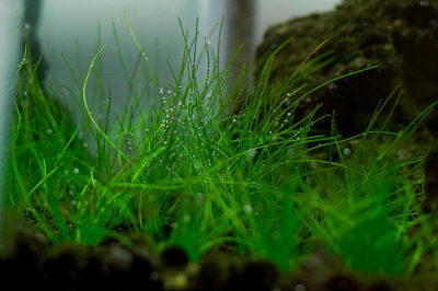 Parvula Bitkisi - Eleocharis parvula