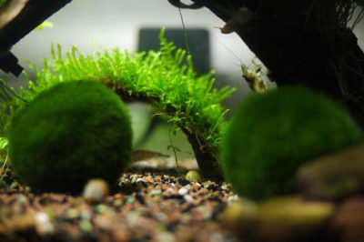 Taxiphyllum barbieri - Java moss