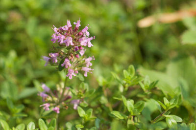 Yabani Kekik - Thymus serpyllum