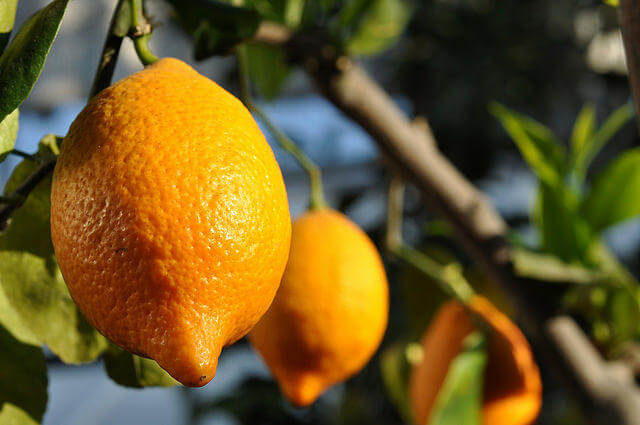Citrus Limon