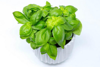 Fesleğen Bitkisi - Ocimum basilicum