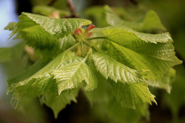 Geniş Yapraklı Ihlamur - Tilia platyphyllos
