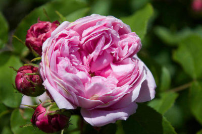 Isparta Gülü - Rosa damascena