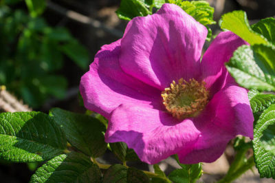 Japon Gülü - Rosa rugosa