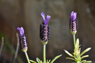 Karabaş Otu Çiçeği