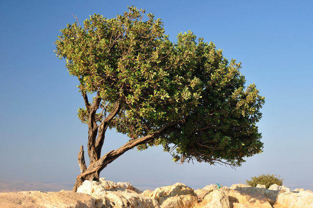 Keçiboynuzu Ağacı