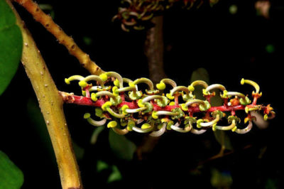 Keçiboynuzu Dişi Çiçek