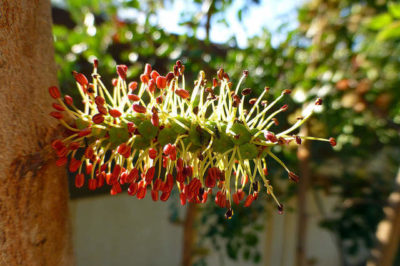 Keçiboynuzu Erkek Çiçek