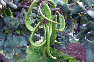 Keçiboynuzu Meyvesi