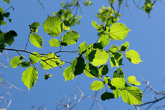 Küçük Yapraklı Ihlamur - Tilia cordata