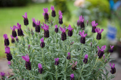 Lavandula stoechas - Karabaş Otu