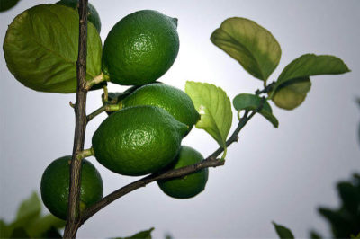 Limon Ağacı