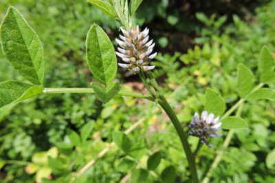 Meyan Bitkisi - Glycyrrhiza glabra