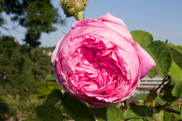 Okka Gülü - Rosa centifolia