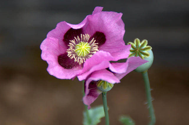 Papaver somniferum - Hashas Bitkisi