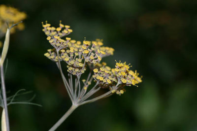 Rezene Bitkisi - Foeniculum vulgare