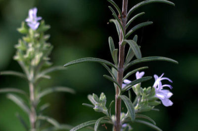 Rosmarinus officinalis - Biberiye Bitkisi