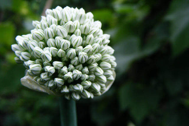 Sarımsak Bitkisi Çiçeği