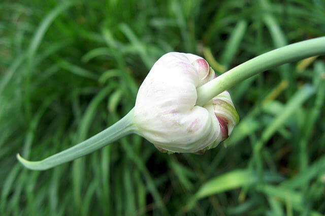 Sarımsak Çiçeği Goncası