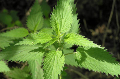 Urtica dioica - Isırgan Otu
