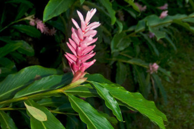 Zingiber officinale - Zencefil