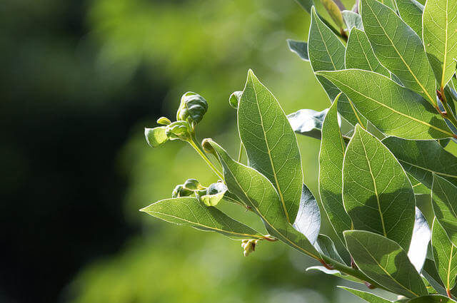 Akdeniz Defnesi - Laurus nobilis