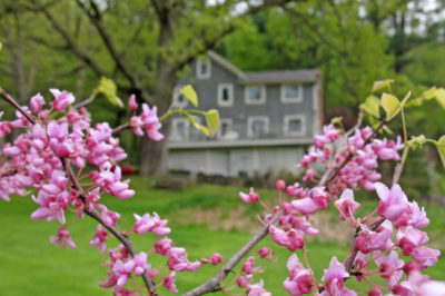 Cercis siliquastrum - Erguvan Ağacı