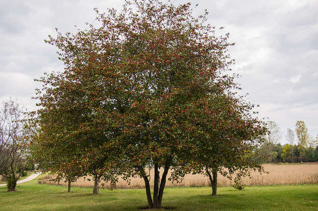 Crataegus - Alıç Ağacı