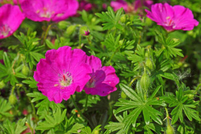 Geranium sanguineum - Sardunya Bitkisi