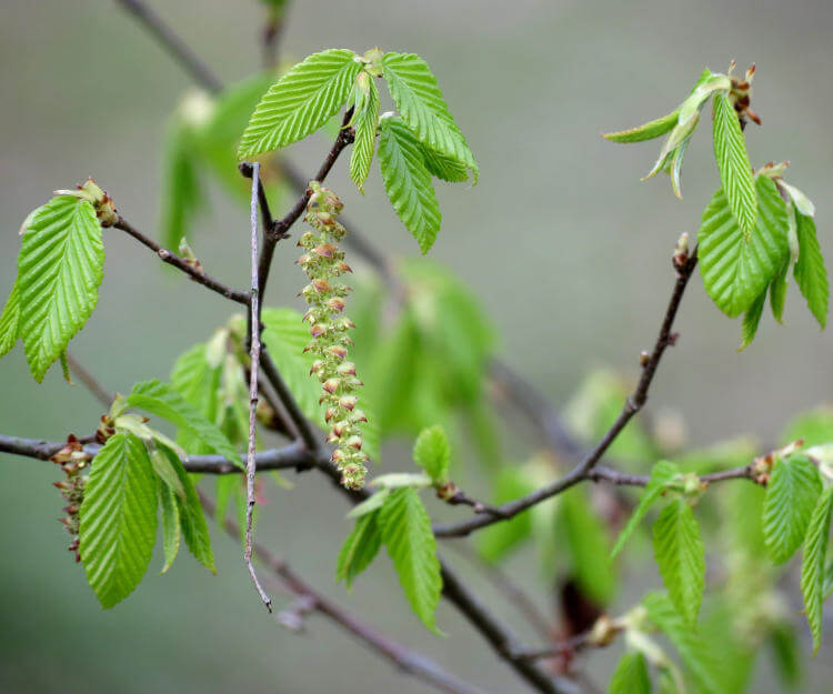 Gürgen - Carpinus
