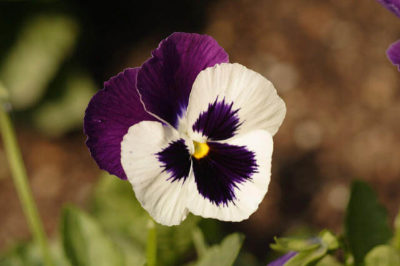 Hercai Menekşe - Viola tricolor