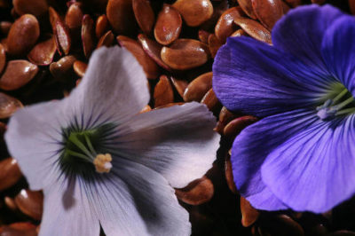 Keten Tohumu ve Çiçeği