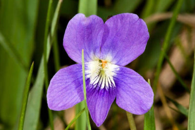 Kır Menekşe - Viola pedatifida