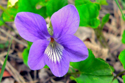 Kokulu Menekşe - Viola odorata