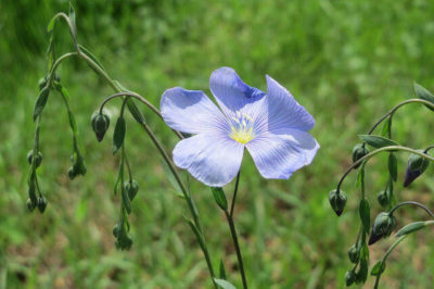 Linum usitatissimum - Keten Bitkisi