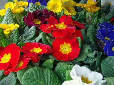 Primula - Çuha Çiçeği