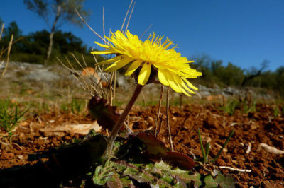 Taraxacum Officinale - Karahindiba Bitkisi