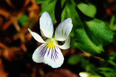 Yabani Menekşe - Viola bicolor