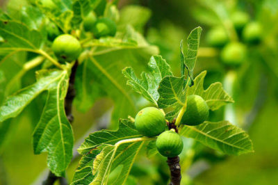 Ficus carica - İncir Ağacı