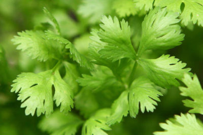 Kişniş Otu - Coriandrum sativum