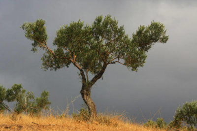 Olea europaea - Zeytin Ağacı